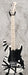 EVH Striped Series White with Black Stripes 5107902576